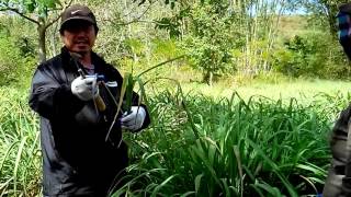 How to harvest Citronella grass [upl. by Namyaw]