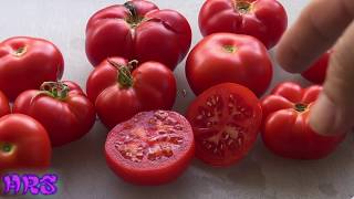 ⟹ Homestead Tomato  Solanum lycopersicum  Tomato Review 2018 [upl. by Eylrac]