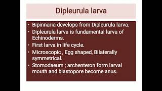 Development of bipinnaria larva [upl. by Anjali]