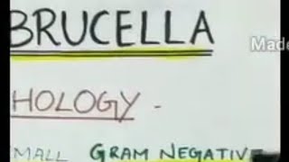 brucella  microbiology [upl. by Ruyle]