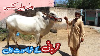 Bari eid per bari offer  Qurbani ke saste janwar 2024 buls [upl. by Annayat]