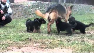 Les chiots Berger allemand a Holi  1 mois de vie [upl. by Wiltsey502]