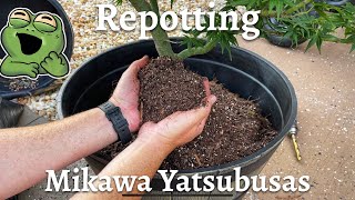 Repotting Mikawa Yatsubusa Japanese Maples [upl. by Nelyak]