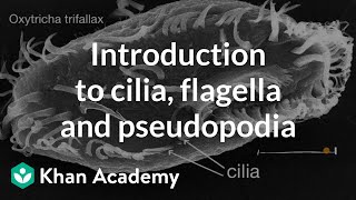 Introduction to cilia flagella and pseudopodia  Cells  High school biology  Khan Academy [upl. by Jarv]