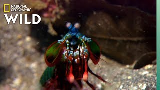 Mantis Shrimp Packs a Punch  Predator in Paradise [upl. by Kcirddet146]