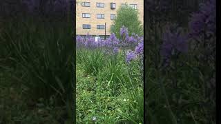 Camassia esculenta Quamash or Wild Hyacinth Bulbs Ready To Plant Free Postage UK [upl. by Ardnasyl897]