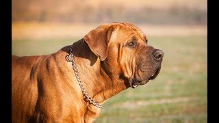 معلومات عن كلب التوسا اينو  tosa inu dog breed 101 [upl. by Yattirb]