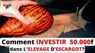 INVESTIR 50000F dans LELEVAGE DESCARGOTS comment démarrer avec 50000f son élevage descargot [upl. by Seibold386]