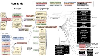 Meningitis mechanism of disease [upl. by Ynnavoj241]