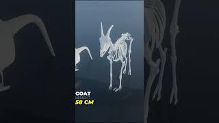 Animal Dinosaur and Sea Monster Skeletons 3D Size Comparison  3D Comparison [upl. by Alyse]