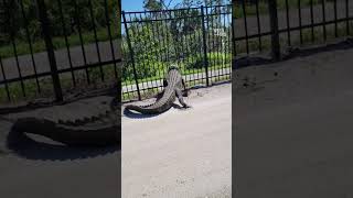 Giant FL Alligator Bends Metal Bars While Walking Through Country Club Fence [upl. by Rodnas]