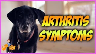 How Can You Tell if Your Dog has Arthritis top 10 symptoms [upl. by Parthinia]