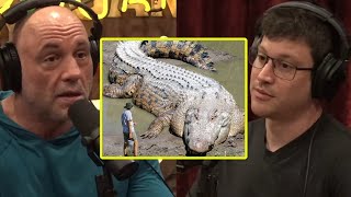 FiftyFoot Crocodile Debate Did They Actually Exist  Joe Rogan amp Bob Gymlan [upl. by Barthelemy666]