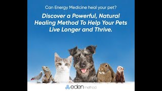 Energy Medicine for Animals  Shock Points with Madison King [upl. by Nedrud]