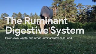 Ruminant Digestion [upl. by Reich]