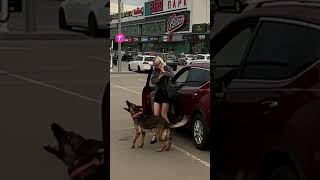 Heroic Dog Saves the Day Stops Car to Remind Mom of Baby shorts [upl. by Hcire]