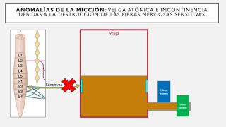 Fisiología de Guyton l Capítulo 26 micción en 5 MINUTOS [upl. by Anyrb]