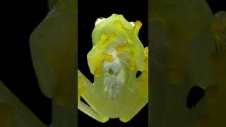 🐸 Meet the Glass Frog Nature’s Transparent Wonder 🌿 [upl. by Deppy]