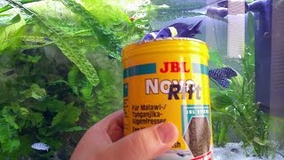 FütterungTropheus duboisi mit JBL Spirulina premium vs Novo Rift [upl. by Samara968]