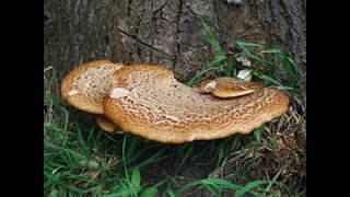 Dryads Saddles Polyporus squamosus Pheasant backs edible wild mushrooms [upl. by Islek]