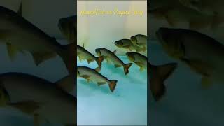 MMA Shorts  Payara Fish  Harm Fish  DogTooth Characin payara americancichlid cichlid fish [upl. by Stanleigh]