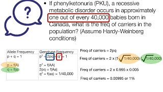 Hardy Weinberg Example 3 [upl. by Eidurt937]