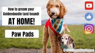 Grooming your Goldendoodle and hound at home Paw Pads [upl. by Frodina]