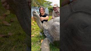 GIANT TORTOISE loves scratches🙌🤩 [upl. by Belshin]