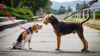 Training Your Airedale Terrier How to Prevent Excessive Digging [upl. by Shaikh]