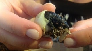 28 Snapping Turtles Hatch [upl. by Iran]