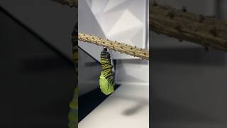 Monarch CaterpillarButterfly Chrysalis transition [upl. by Orthman195]