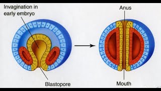 Types of Eucoelom or coelom Schizocoelous vs enterocoelous [upl. by Ybbob]