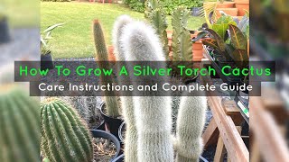 How To Grow A Silver Torch Cactus  Care Instructions and Tips [upl. by Olenta]