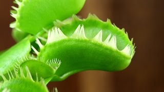 Dionaea muscipula Triton Venus Flytrap [upl. by Labors976]