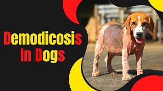 Demodicosis in Dogs Causes Symptoms and Treatment Explained 2023 [upl. by Euqinad503]