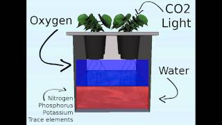 Off the grid hydroponics the Kratky method [upl. by Gunthar]