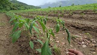 gabaldon part1 upland farming [upl. by Charlotte]