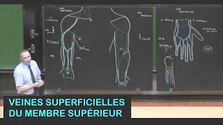 Anatomie des veines superficielles du membre supérieur Membre supérieur 18 [upl. by Johppa]