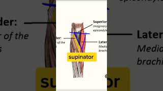 Cubital fossa Part 1 upper limb regional anatomy [upl. by Flinn936]