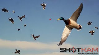 Duck Hunting Highlights  with a Shotkam [upl. by Etnoved89]