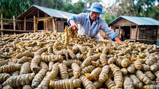 How Japan Turns Silkworms into a BillionDollar Silk Industry [upl. by Faria]