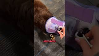 Dog Tries Boots for the First Time 😂 [upl. by Nev334]