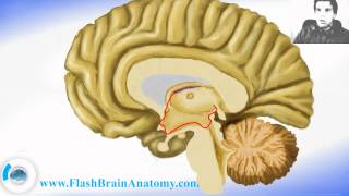 Brain Anatomy  Diencephalon With Thalamus Hypothalamus [upl. by Fitalludba]