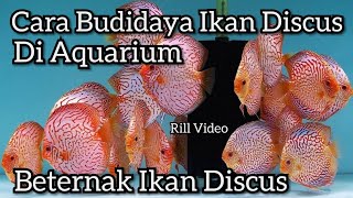 Cara Budidaya Ikan Discus didalam Aquarium Bagi Pemula [upl. by Conall]