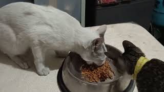 COCO HAVE NO LUNCH Vlog131 coco cat [upl. by Fairleigh]