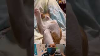 funny cats videos 😁 shorts funnycat funny [upl. by Titos]