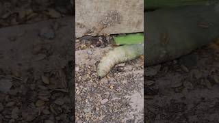 Deadly Worm Found Near My Quails 😱 [upl. by Lash]