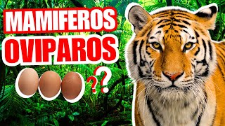 💥¿EXISTEN los Los Mamíferos Ovíparos CINCO ESPECIES Ponen Huevos 2024 [upl. by Ahtera]