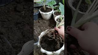 Repotting my aglaonema plants lucky plants this 2025 [upl. by Hilliary354]