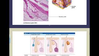 5758 Integumentary System [upl. by Alexina]